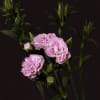 Carnation Spr. Raffine Odille (Bunch of 20) Online