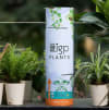 Buy Celebrate Life Fittonia Green Plant