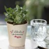 Celebrate Life Fittonia Green Plant Online