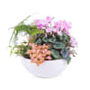 Centrepiece of Mixed Plants Online