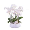 Centrepiece of white Phalaenopsis plants Online