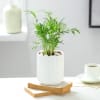Chamaedorea Plant In Ribbed White Planter Online