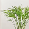 Shop Chamaedorea Plant With Beauty Planter