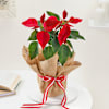 Gift Charming Red Poinsettia And Jute Planter