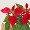 Buy Charming Red Poinsettia And Jute Planter