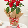 Shop Charming Red Poinsettia And Jute Planter