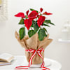 Charming Red Poinsettia And Jute Planter Online