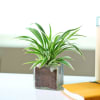 Buy Charming Spider Plant in a Glass Pot