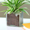 Shop Charming Spider Plant in a Glass Pot