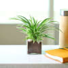Charming Spider Plant in a Glass Pot Online