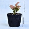 Gift Charming Syngonium Podophyllum Red Plant (More Light/Moderate Water)