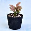 Buy Charming Syngonium Podophyllum Red Plant (More Light/Moderate Water)