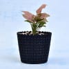 Charming Syngonium Podophyllum Red Plant (More Light/Moderate Water) Online