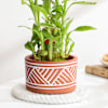 Buy Charming Two-Layer Bamboo Plant And Jar Cake Combo