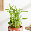 Shop Charming Two-Layer Bamboo Plant And Jar Cake Combo