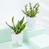 Gift Cheerful Jade And Snake Plant Combo In Smiley Planters