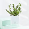 Buy Cheerful Jade And Snake Plant Combo In Smiley Planters