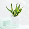 Shop Cheerful Jade And Snake Plant Combo In Smiley Planters