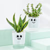 Cheerful Jade And Snake Plant Combo In Smiley Planters Online