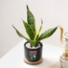 Buy Cheers For Growth - Snake Plant In Black Planter