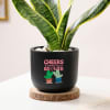 Shop Cheers For Growth - Snake Plant In Black Planter