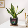 Cheers For Growth - Snake Plant In Black Planter Online