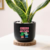Shop Cheers For Growth - Snake Plant In Black Planter