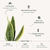 Shop Cheers To Another Year Of Growth Snake Plant