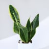 Buy Cheers To Another Year Of Growth Snake Plant