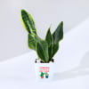 Cheers To Another Year Of Growth Snake Plant Online