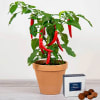 Chilli Plant Online