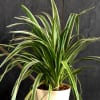 Gift Chlorophytum Spider Plant Customized with logo and Name