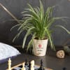 Chlorophytum Spider Plant Customized with logo and Name Online