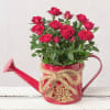 Christmas Red Rose in Watering Can Online