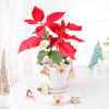 Gift Christmas Star Plant With Christmas Decorations