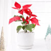 Buy Christmas Star Plant With Christmas Decorations
