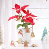 Christmas Star Plant With Christmas Decorations Online