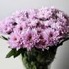 Chrysant Spr. Dione (Bunch of 10) Online