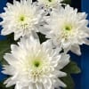 Chrysant Spr. Euro (Bunch of 10) Online