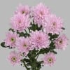Chrysant Spr. Euro Pink (Bunch of 10) Online