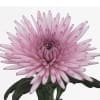 Chrysanthemum Anastasia Pink (Bunch of 10) Online
