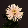 Chrysanthemum Anastasia Star Pink (Bunch of 10) Online