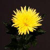 Chrysanthemum Anastasia Sunny Yellow (Bunch of 10) Online