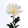 Chrysanthemum Anastasia White (Bunch of 10) Online
