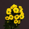 Chrysanthemum Aviso (Bunch of 10) Online