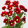 Chrysanthemum Bontempie (Bunch of 10) Online