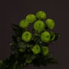 Chrysanthemum Celtic (Bunch of 10) Online