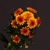 Chrysanthemum Deliflame (Bunch of 10) Online