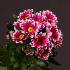Chrysanthemum Firmenich (Bunch of 10) Online