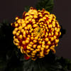 Chrysanthemum Fuego Dark (Bunch of 10) Online